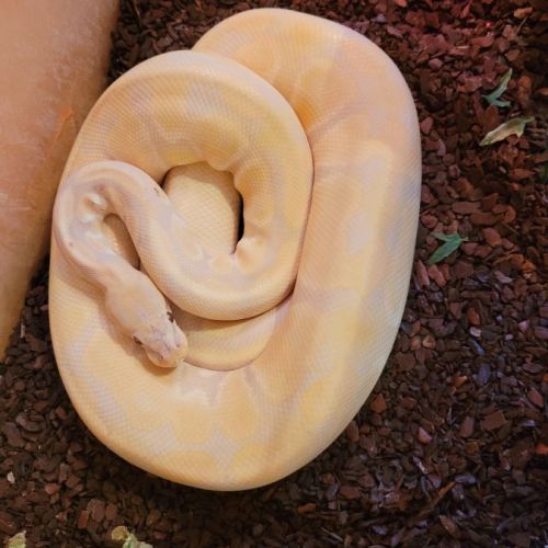 Magnifique python regius lavander