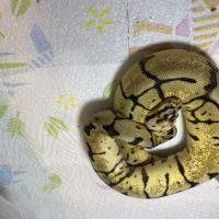 Python regius bumblebee yellow belly het piebald #1