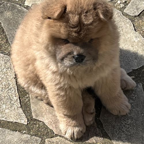 Chiots chow chow #0