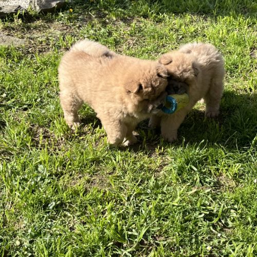 Chiots chow chow #2