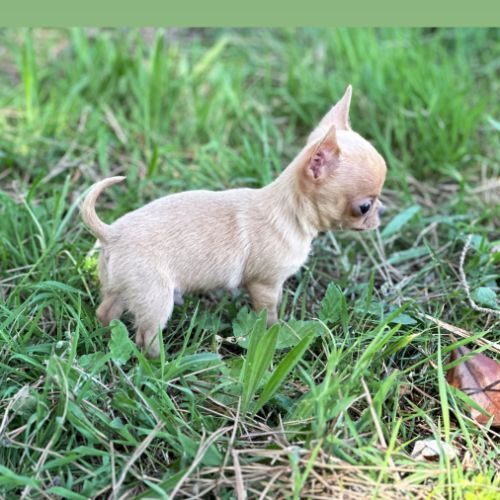 Chihuahua mâle miniature couleur exotique