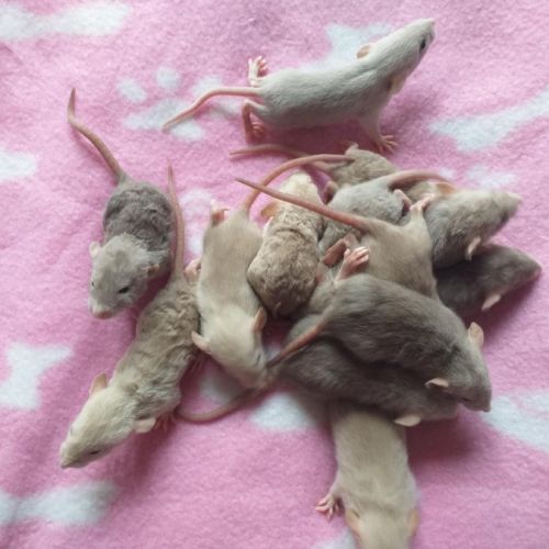 Raterie familiale avec des ratons bientôt sevrés