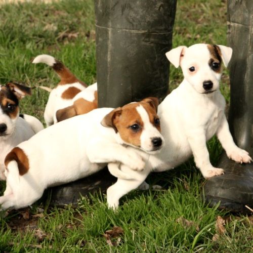 Magnifiques chiots jack russell terrier