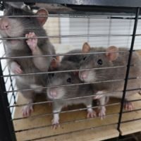 Rattes à donner #1