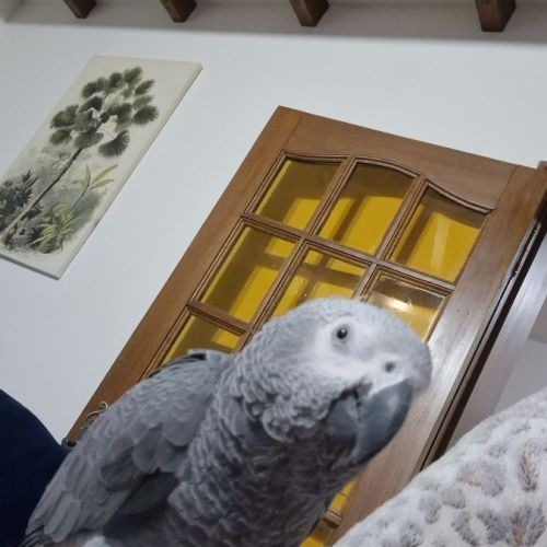 Perroquets gris du gabon de 8 mois 1400€