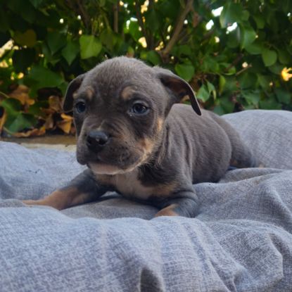 Staffy Cross Blue Nose Pitbull American Staffy Cross Blue Brindle