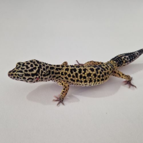 Gecko léopard femelle