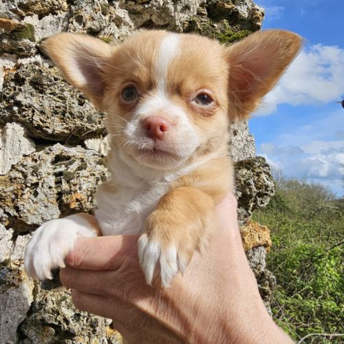 Chihuahua lof #0