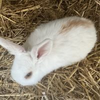 Petite lapine minilop #3