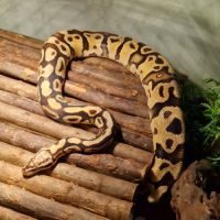 Python et boa #1