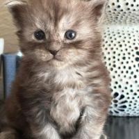 Chatons maine coon loof #2