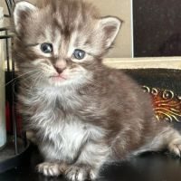Chatons maine coon loof #3