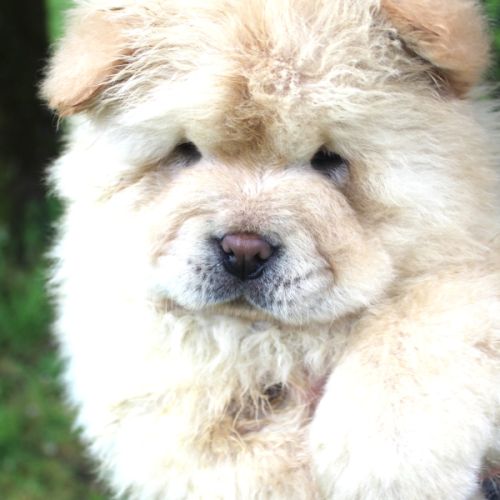 Disponibles  chiots chow chow #0