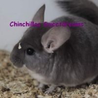 Femelle chinchilla afro-violet dispo de suite #1