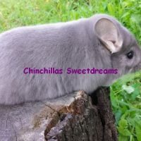 Femelle chinchilla afro-violet dispo de suite #4