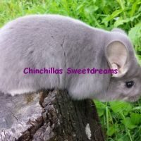 Femelle chinchilla afro-violet dispo de suite #6