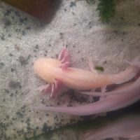 L'axoloterie : axolotls à vendre ! #1