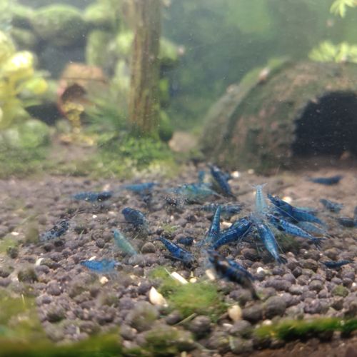 Crevettes bleues aquarium