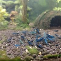 Crevettes bleues aquarium