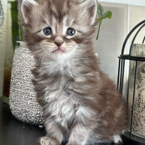 Adorables chatons maine coon loof #0
