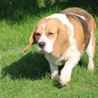 A donner femelle beagle lof #3