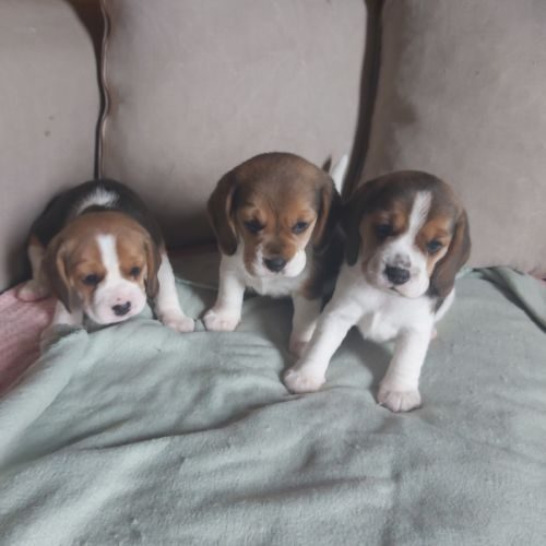 Chiot beagle lof tricolores #4