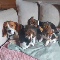 Chiot beagle lof tricolores #2