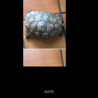 Alerte tortue volée récompense 500€ #3
