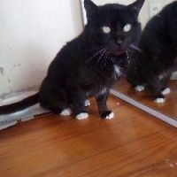 Chat adulte noir et blanc à adopter sur marseille #3