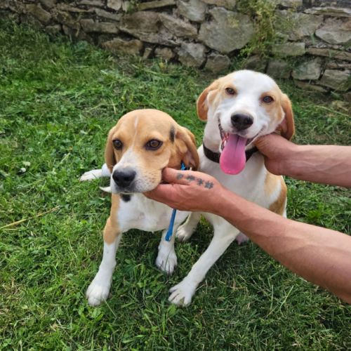 A vendre chiots type beagle femelle et mâles #5