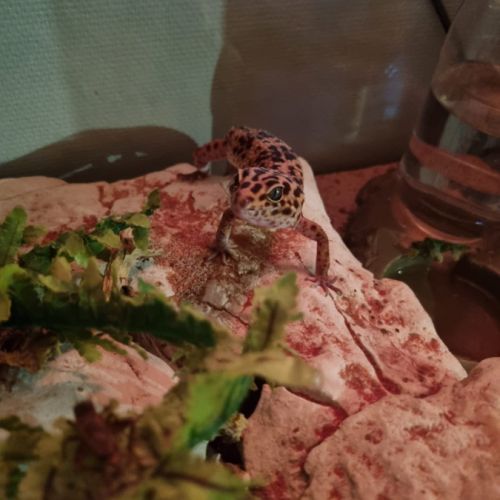Vend gecko mâle de 5 ans, avec son vivarium #4