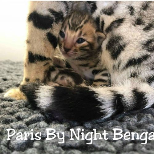 Chatons pure race bengal look sauvage