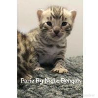 Chatons pure race bengal look sauvage #2