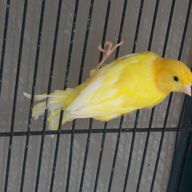 Cherche femelle canari jaune