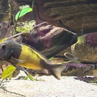 Jeunes poissons tropheus icola #2