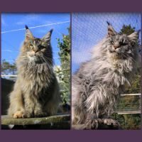 Chatons maine coon loof #0