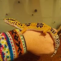 Mâle gecko léopard