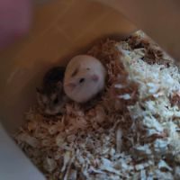 A donner 3 hamsters 🐹 robotovski