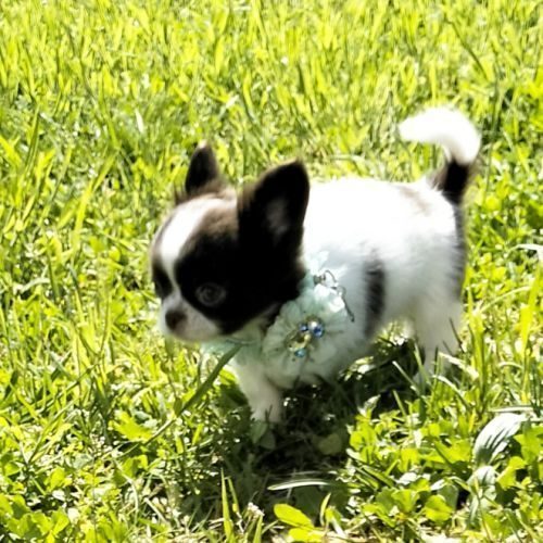 Chihuahua poil long lof #1