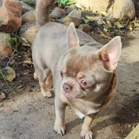 Chihuahua mâle lilas et tan #2
