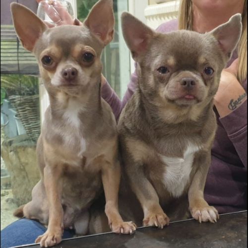 Chihuahua lilas et tan femelle adulte