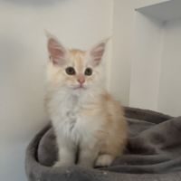 Femelle maine coon red silver #2