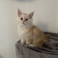 Femelle maine coon red silver #4