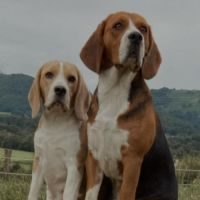 Vente de chiots beagles lof #1