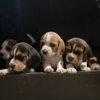 Vente de chiots beagles lof #3
