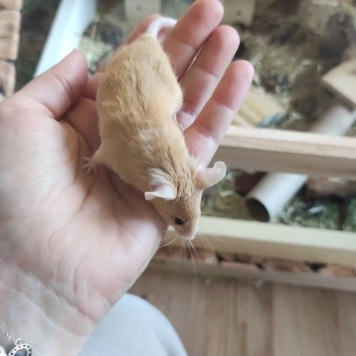 A adopter souris #1