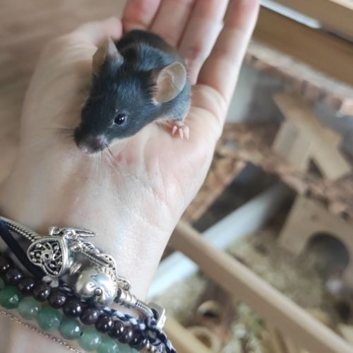 A adopter souris #8