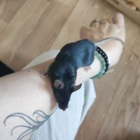 A adopter souris #4