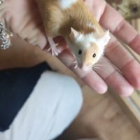 A adopter souris #5