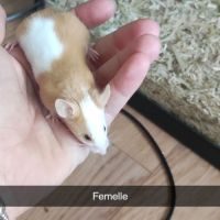 A adopter souris #0